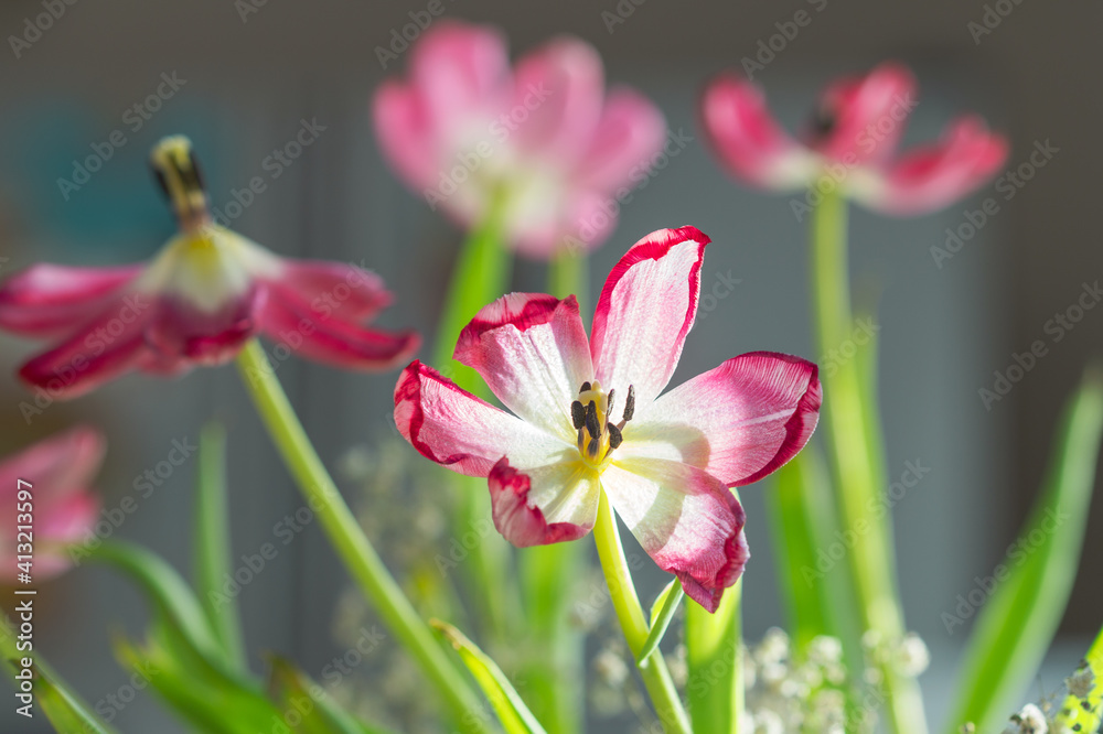 Faded tulips. Withered flower against sunlight. Faded tulips. Withered flower against sunlight.