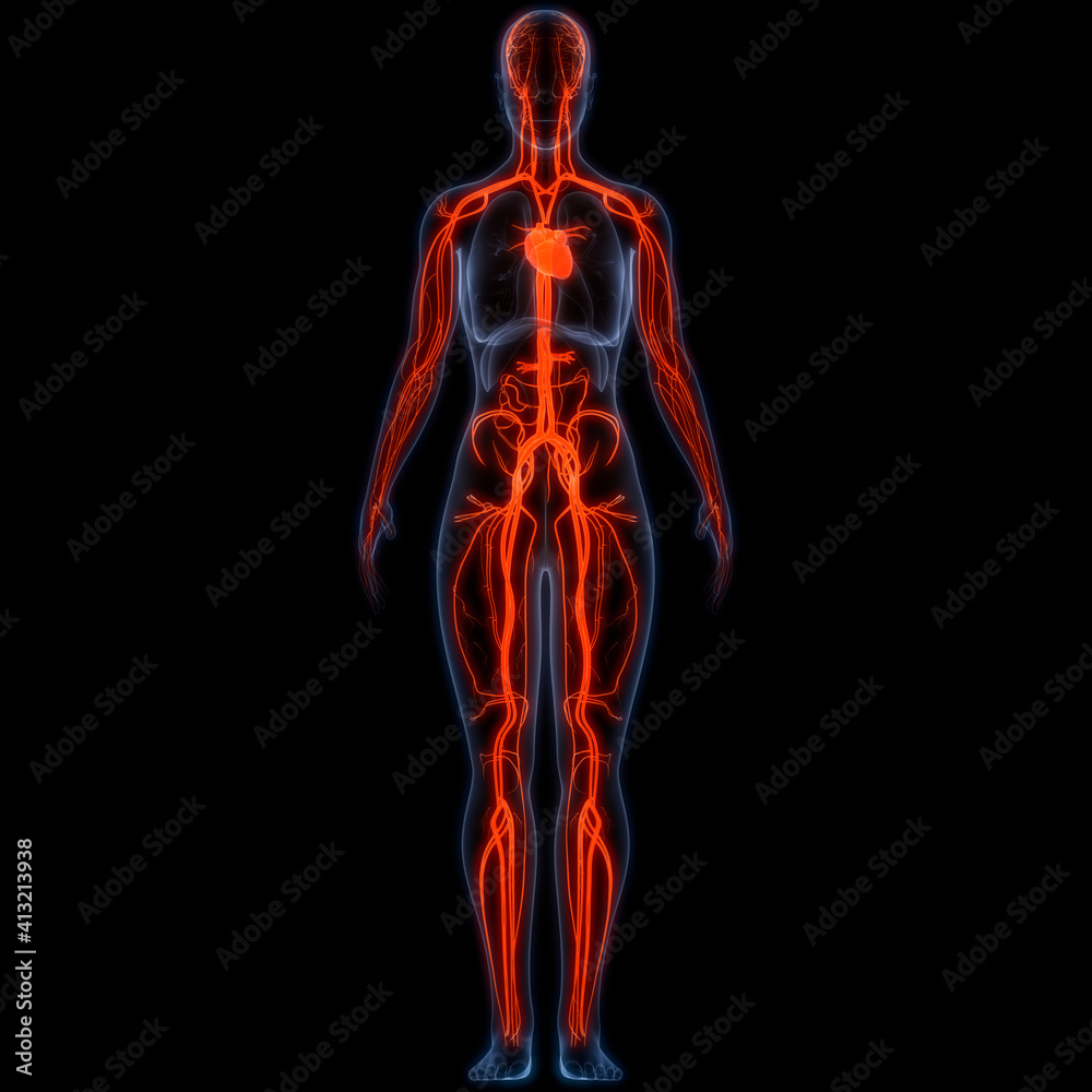Human Circulatory System Heart Anatomy Stock Illustration | Adobe Stock