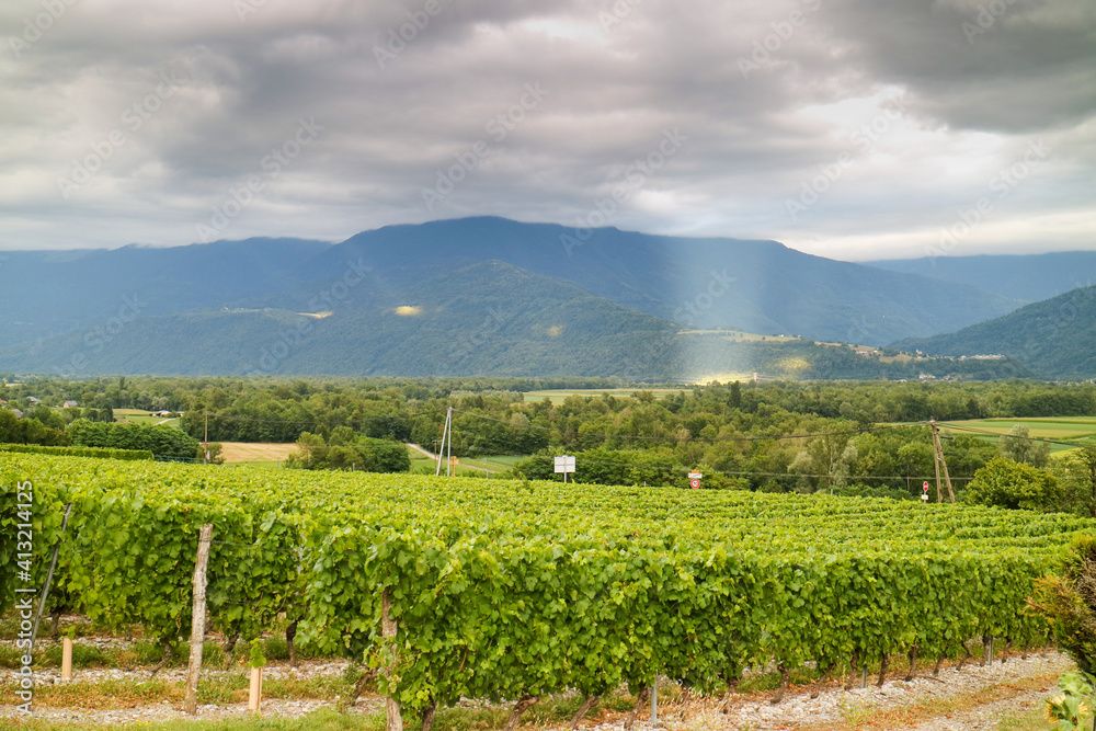 A scenic of bright and greenery of French vineyard with cloudy sky and sunray shining trough surrounded by mountain alps and greenery of tree 