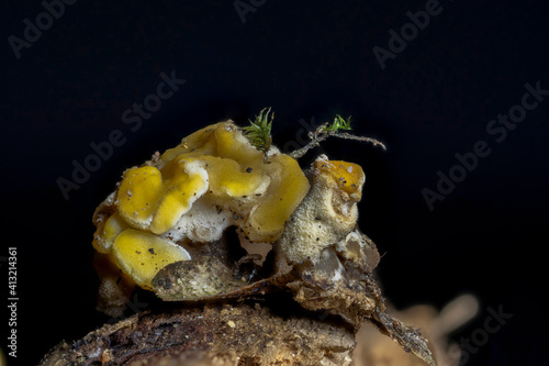 Fototapeta Naklejka Na Ścianę i Meble -  The Ditiola peziziformis is an inedible mushroom