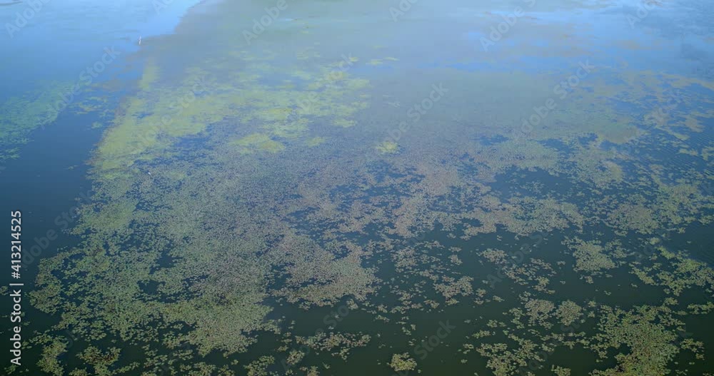 Aerial view of overgrown fishponds with water chestnut, Crna Mlaka Aerial view of overgrown fishponds with water chestnut, Crna Mlaka