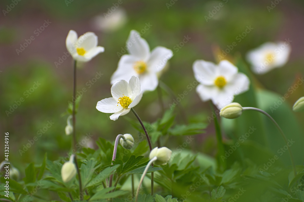Amazing  white anemone flowers on the blurred multicolored  floral  background
