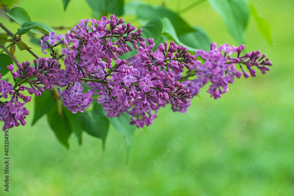The beautiful branch of blooming fresh lilac flowers on blurred green leaves background The beautiful branch of blooming fresh lilac flowers on blurred green leaves background