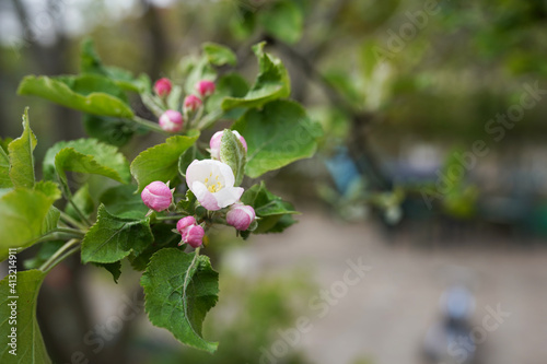 Spring.Beautiful blossoming branch of an apple-tree in the garden