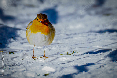 robin on snow © Jim
