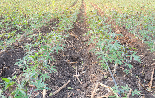 Cassava trees are planted in rows in the fields.