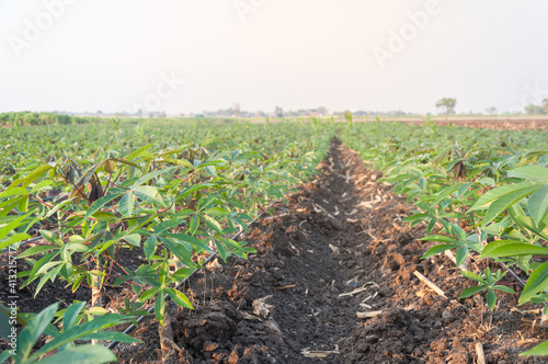 Cassava field growing beautiful green leaves sky background 