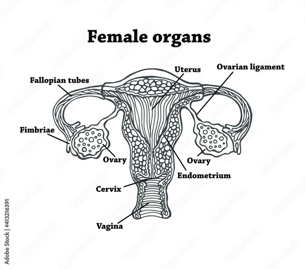 Anatomically correct drawn female genitals. Uterus, vagina, eggs and ...