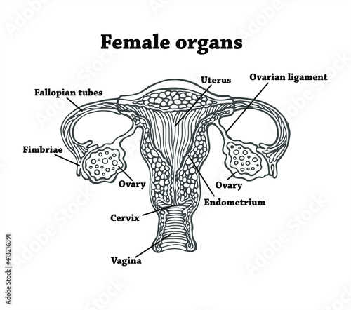 Anatomically correct drawn female genitals. Uterus, vagina, eggs and endometrium. Illustration for studying premenstrual syndrome, contraception, ovulation, menopause and pregnancy