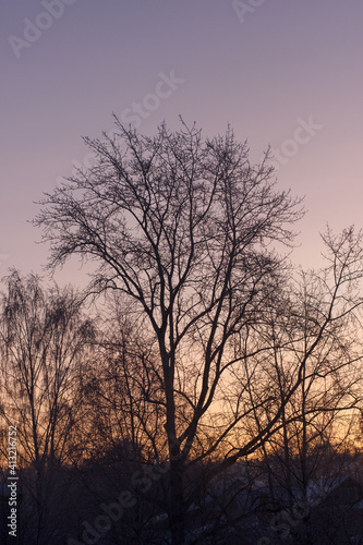 The silhouette of a tree against the sunset sky.