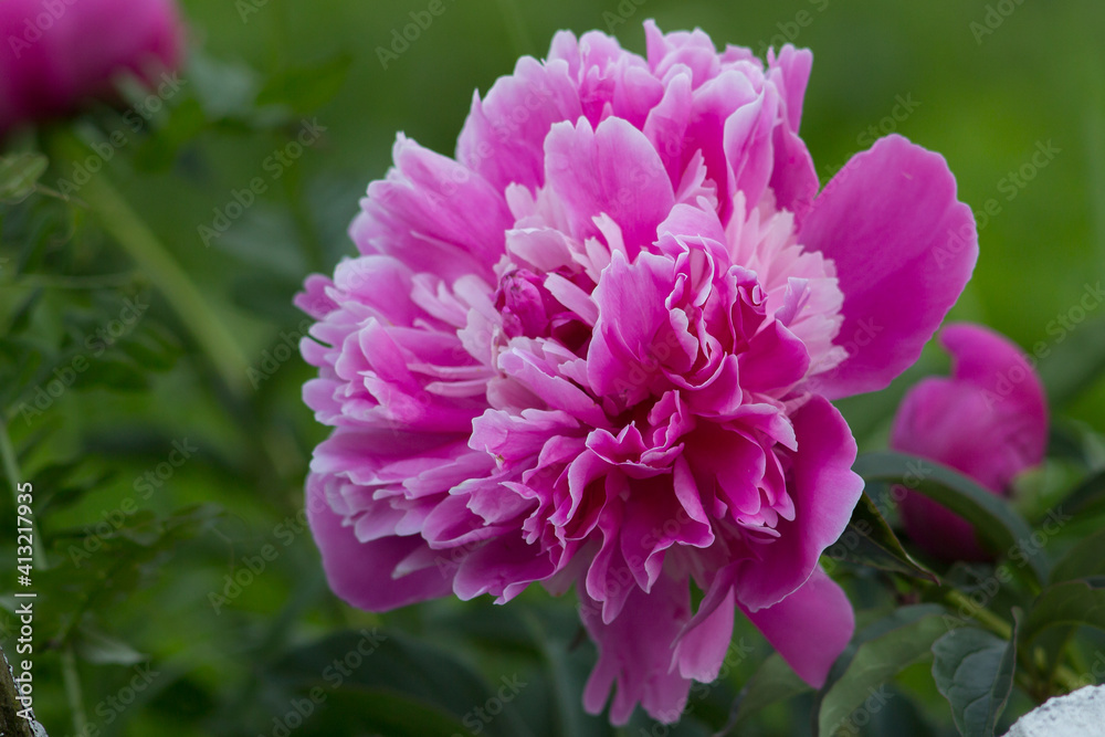 close-up of a pink peony flower