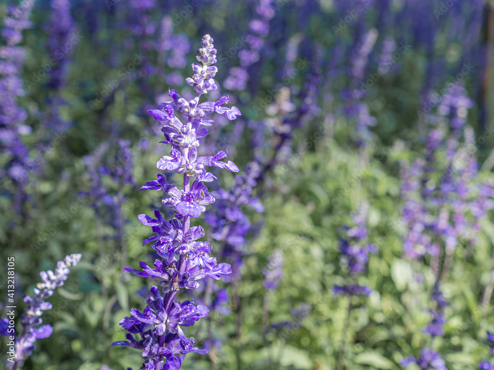 Close-up of purple lavender flowers in the field. Nature beautiful background Close-up of purple lavender flowers in the field. Nature beautiful background