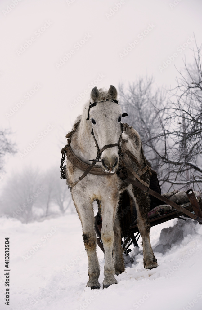 White harness horse in village,winter photo White harness horse in village,winter photo
