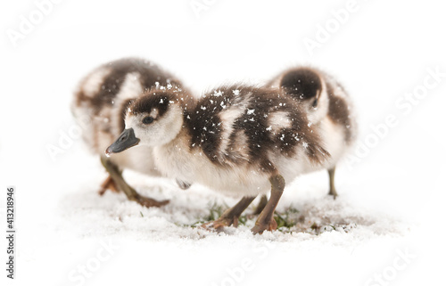 Fototapeta Naklejka Na Ścianę i Meble -  Egyptian Goslings In The Snow