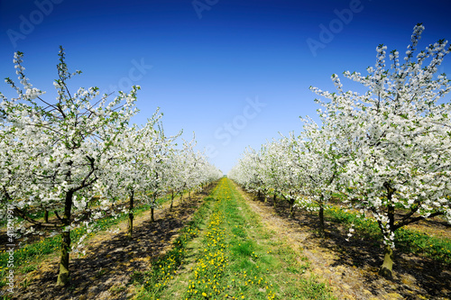 Orchard in bloom, flowering apple trees