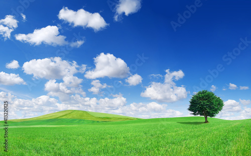 Idyllic landscape  lonely tree among green fields