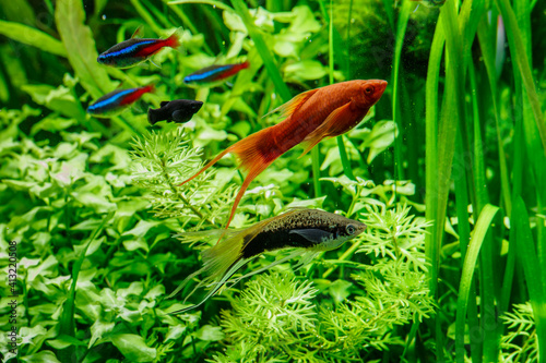 A green beautiful planted tropical freshwater aquarium with fishes,zebra angelfish pterophyllum scalare aquarium