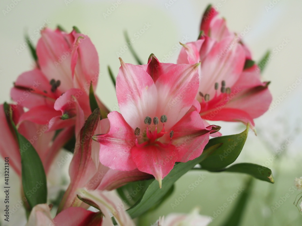 beautiful pink alstroemeria flowers, concept of spring and celebration beautiful pink alstroemeria flowers, concept of spring and celebration