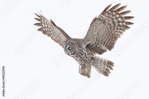 Great grey owl (Strix nebulosa) isolated on white background with wings spread out hunting in the winter snow in Canada 