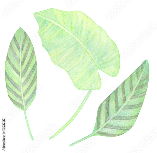 Watercolor Greenery tropical leaves with white stripes