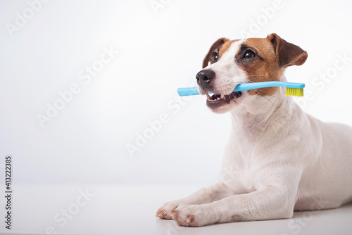 Smart dog jack russell terrier holds a blue toothbrush in his mouth on a white background. Oral hygiene of pets. Copy space © Михаил Решетников