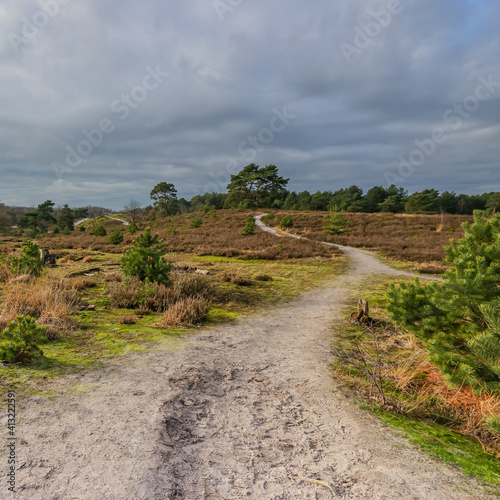 Winding dirt road in the Dutch countryside among pine trees, heather and wild grass in the Brunssummerheide nature reserve, cloudy winter day in South Limburg in the Netherlands Holland