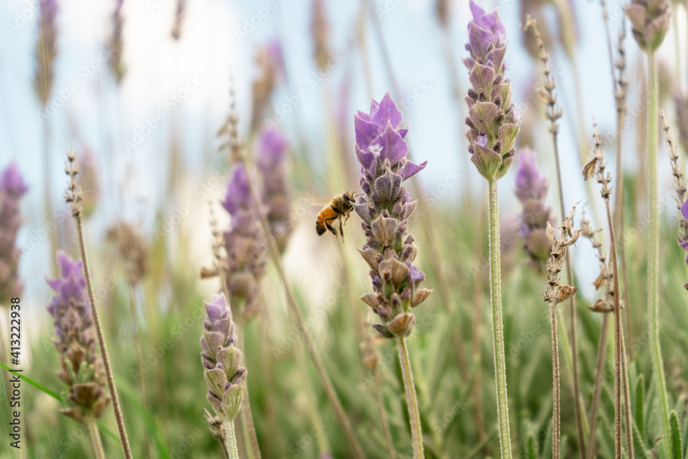 Fototapeta premium bee working on a lavender plant flower