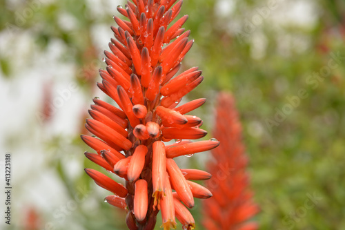 flor  captus del desierto photo