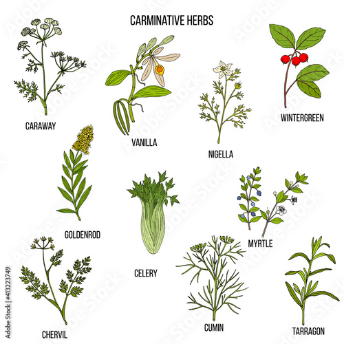 Carminative herbs. Hand drawn vector set