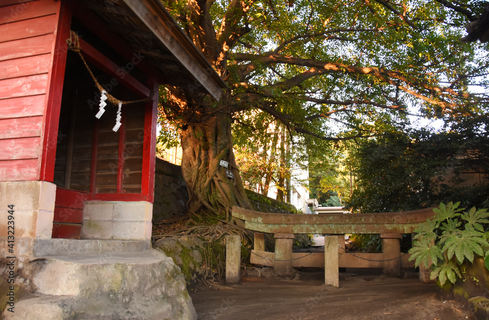 桜島の黒神神社埋没鳥居とアコウの木