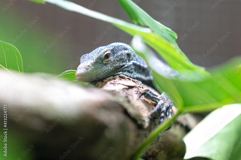 Obraz premium Reptilien