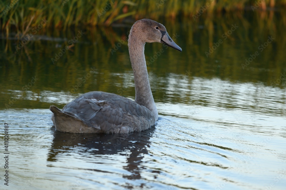 Fototapeta premium young Swan chick cygnet wildlife 