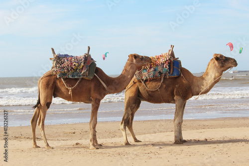 Camels Essaouira © Zuzana