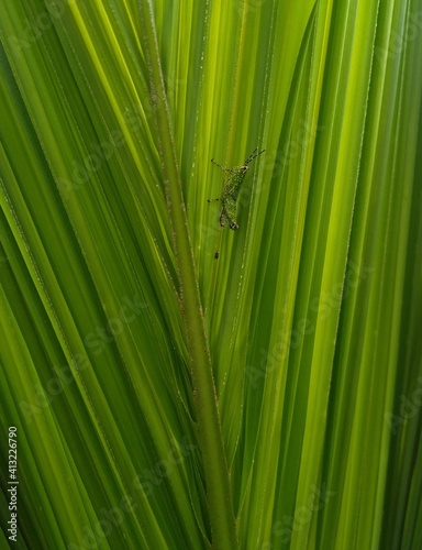 green grasshopper