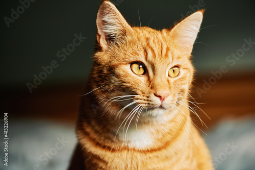 Close up portrait of adorable young ginger cat © annanahabed