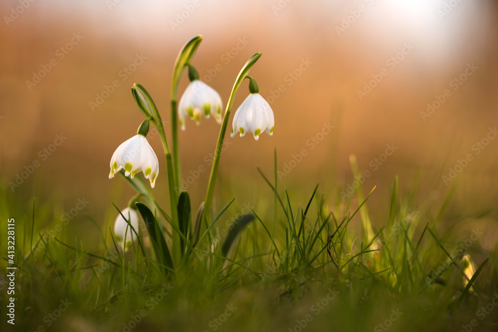 Großes Schneeglöckchen Märzenbecher Stock Photo Adobe Stock