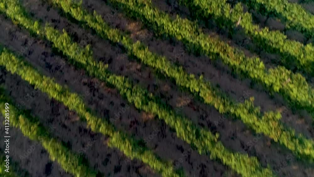 Aerial view of beautiful vineyards during summer da, Krk island, Croatia. Aerial view of beautiful vineyards during summer da, Krk island, Croatia.