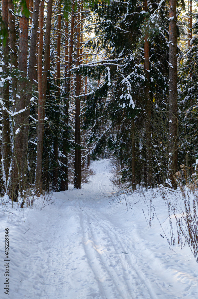 Fototapeta premium Coniferous winter forest with snowy road by day