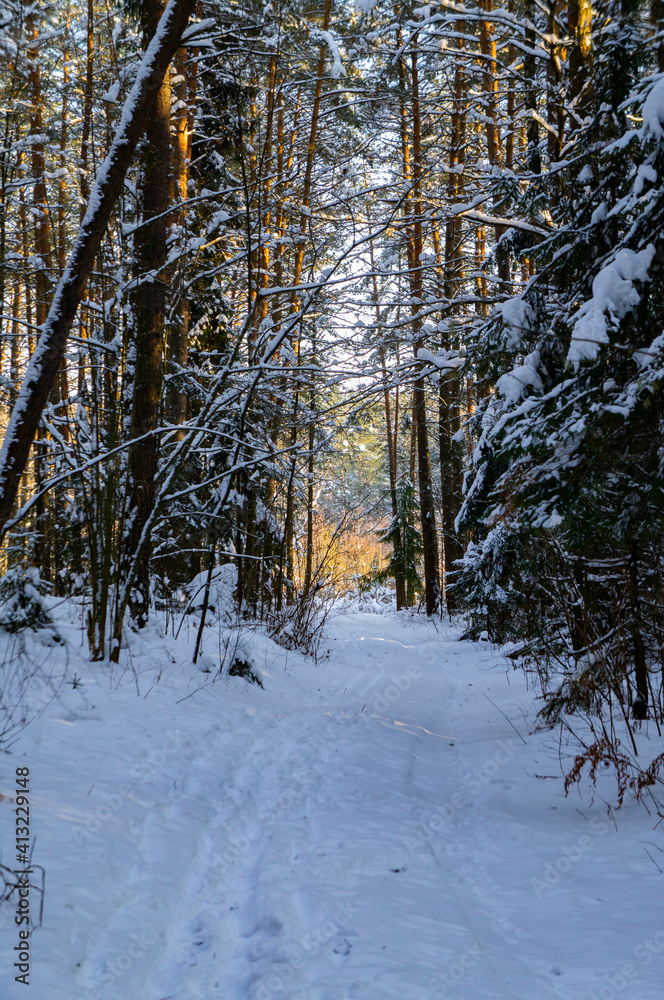 Fototapeta premium Coniferous winter forest with snowy road by day