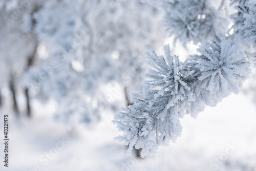Winter banner background, Branches of conifer tree covered with frost, sunny winter day with hoarfrost on trees © Studio Afterglow