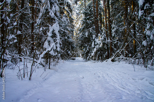 Coniferous winter forest with snowy road by day © Payllik