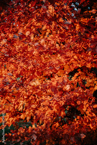 texture of orange leaves on the ground