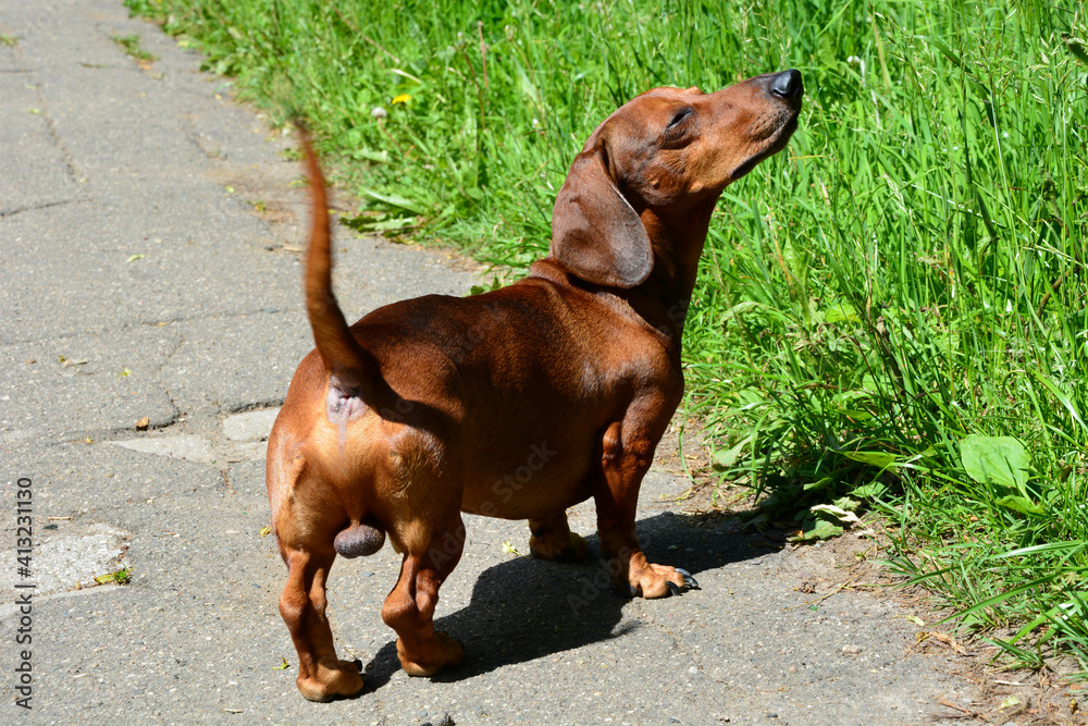 Dachshund. Funny red-haired dachshund dog walks in the park in the fresh air. Walking purebred dogs in summer on a sunny day. Dachshund. Funny red-haired dachshund dog walks in the park in the fresh air. Walking purebred dogs in summer on a sunny day.
