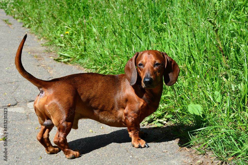 Dachshund. Funny red-haired dachshund dog walks in the park in the fresh air. Walking thoroughbred dogs in the summer. Dachshund. Funny red-haired dachshund dog walks in the park in the fresh air. Walking thoroughbred dogs in the summer.