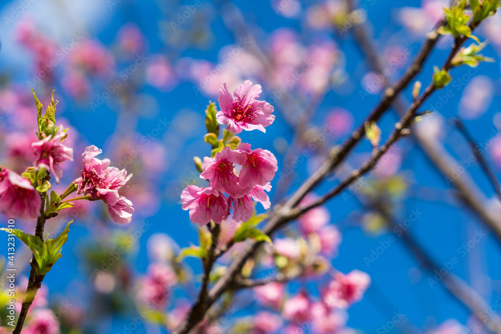 今帰仁城跡の寒緋桜 今帰仁城跡の寒緋桜