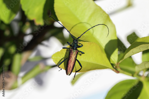 big beetle called Cerambyx cerdo, animal , outdoors photo