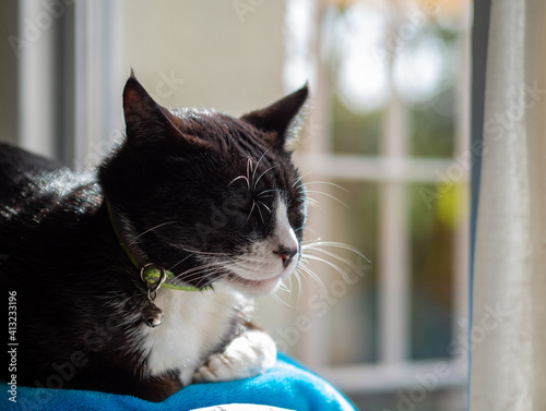 Gato negro con ojos azules en una ventana