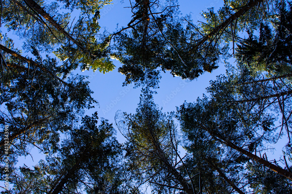 The tops of coniferous trees in the forest The tops of coniferous trees in the forest