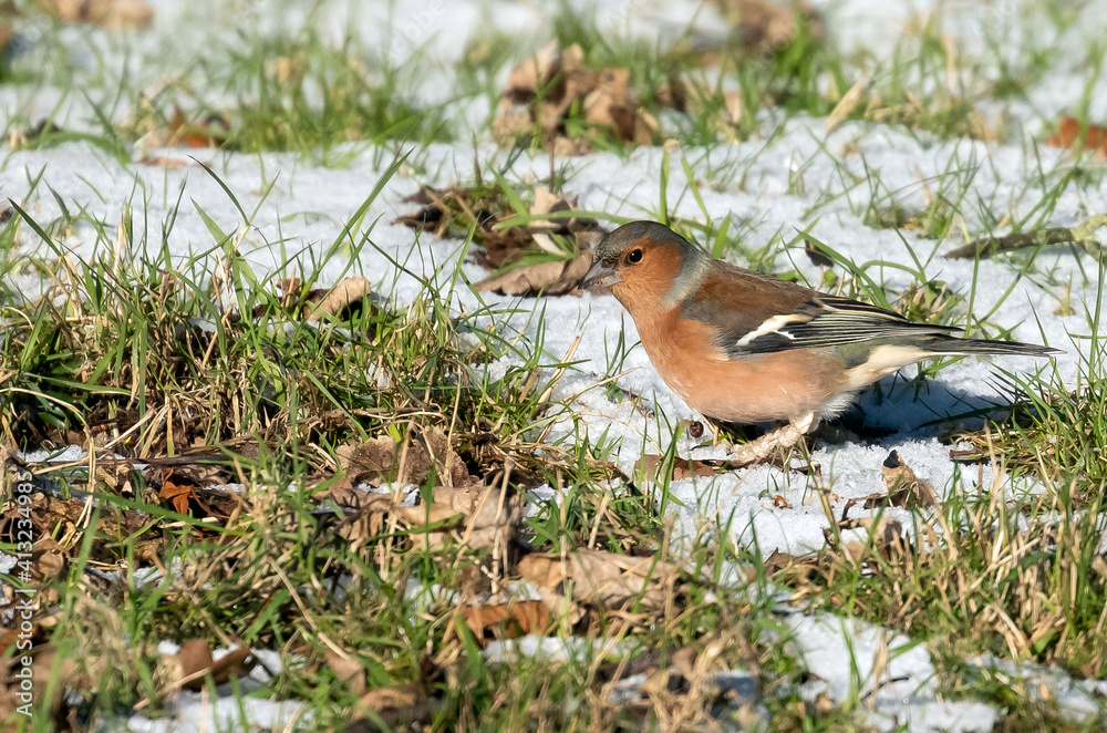 Chaffinch on the grass Chaffinch on the grass