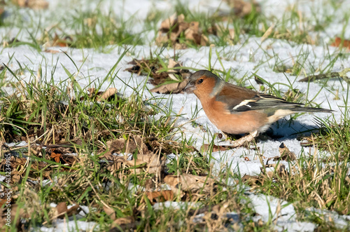 Chaffinch  on the grass